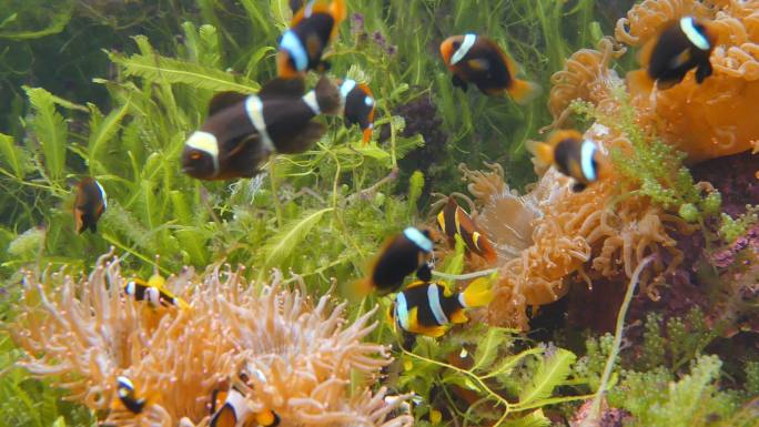 小丑鱼在珊瑚礁和五颜六色的海葵周围游动