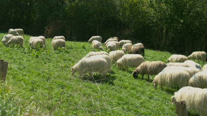 移动低角度拍摄在一个牧场的羊在吃草