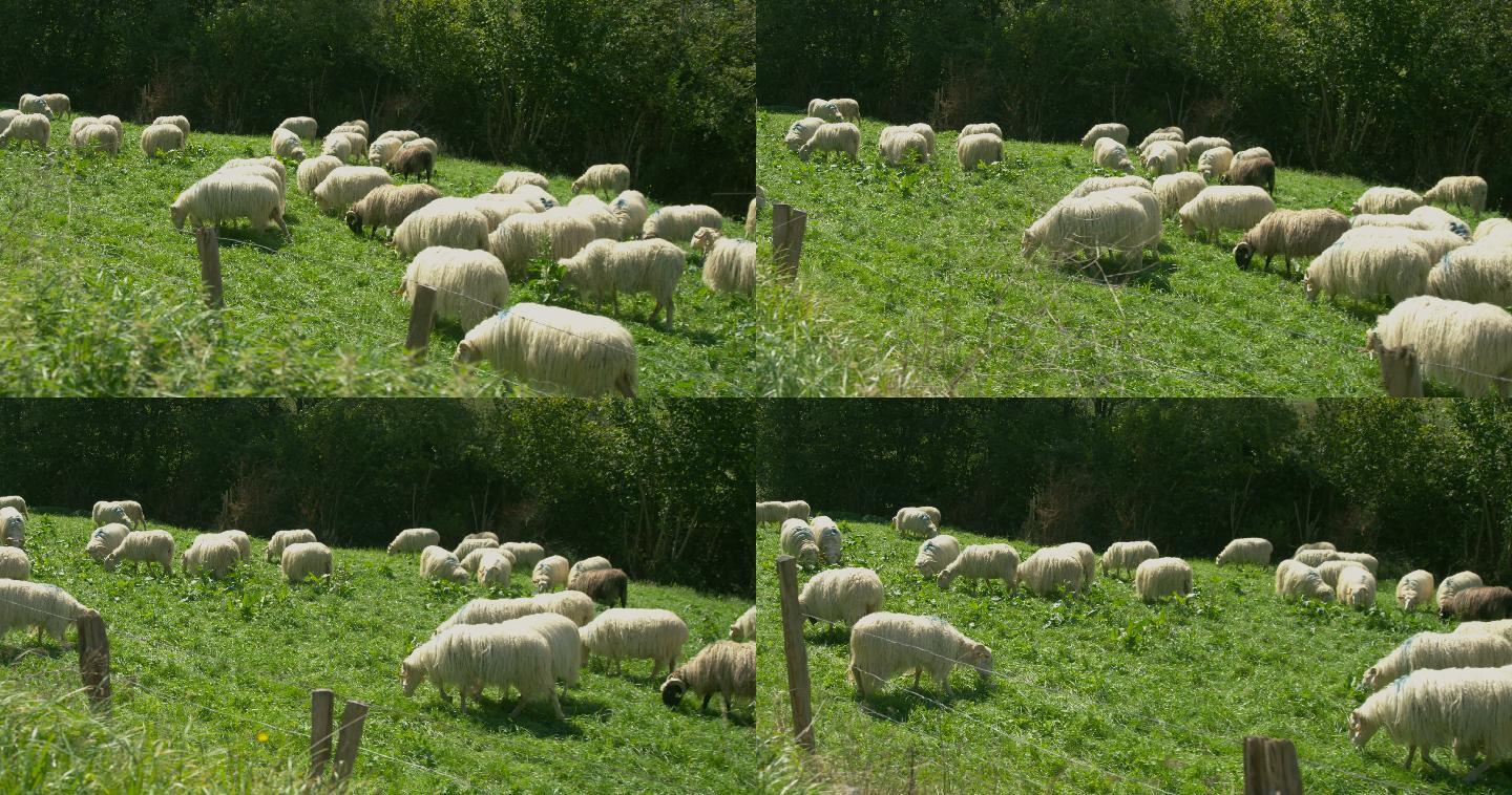 移动低角度拍摄在一个牧场的羊在吃草