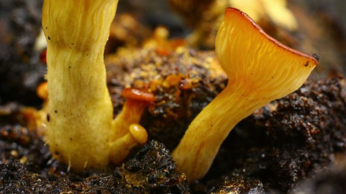 平菇生长的视频蘑菇真魔松树台