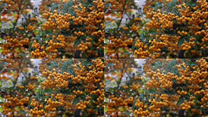 黄色的橘色浆果随风在树枝上摇摆