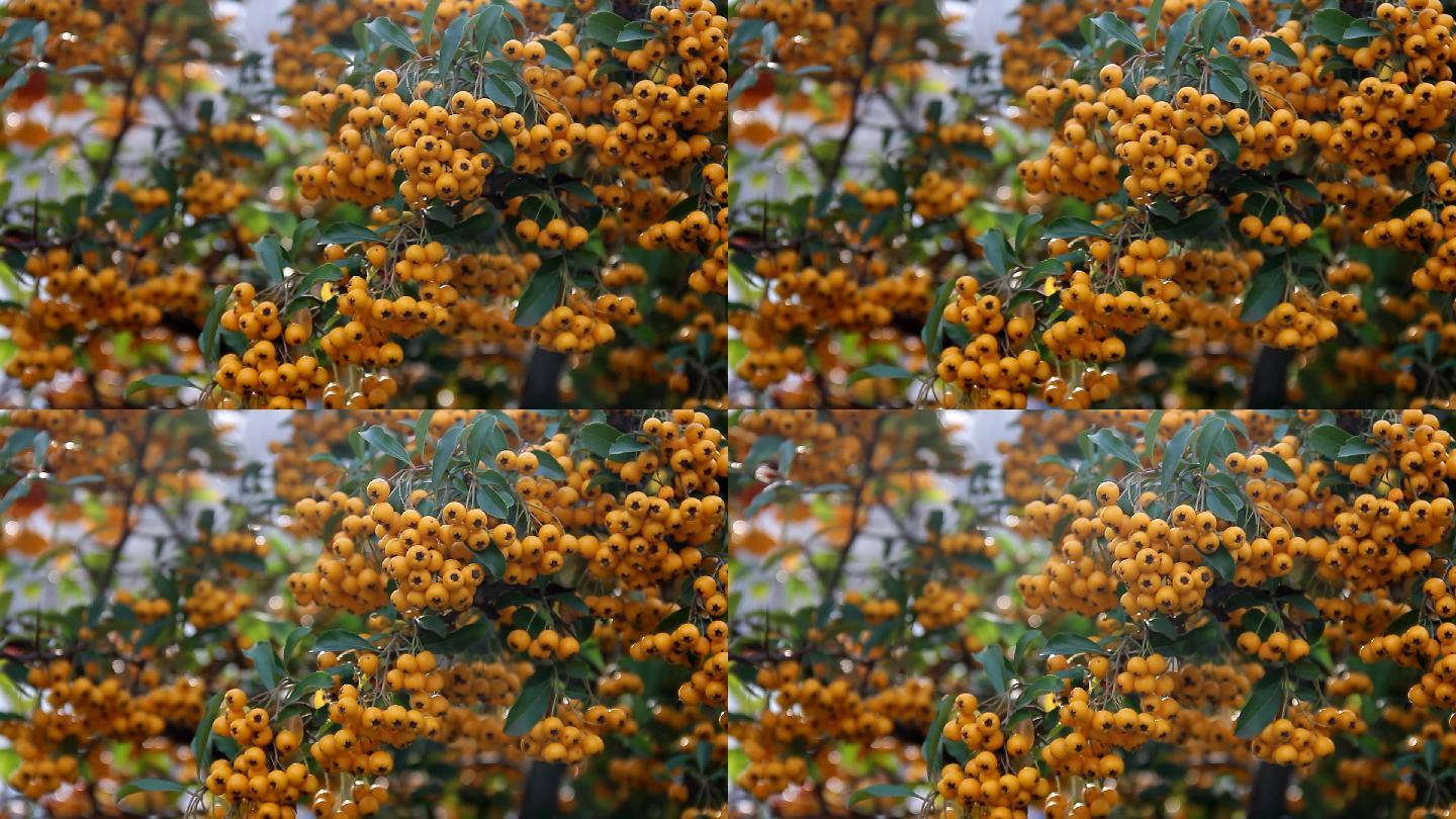 黄色的橘色浆果随风在树枝上摇摆