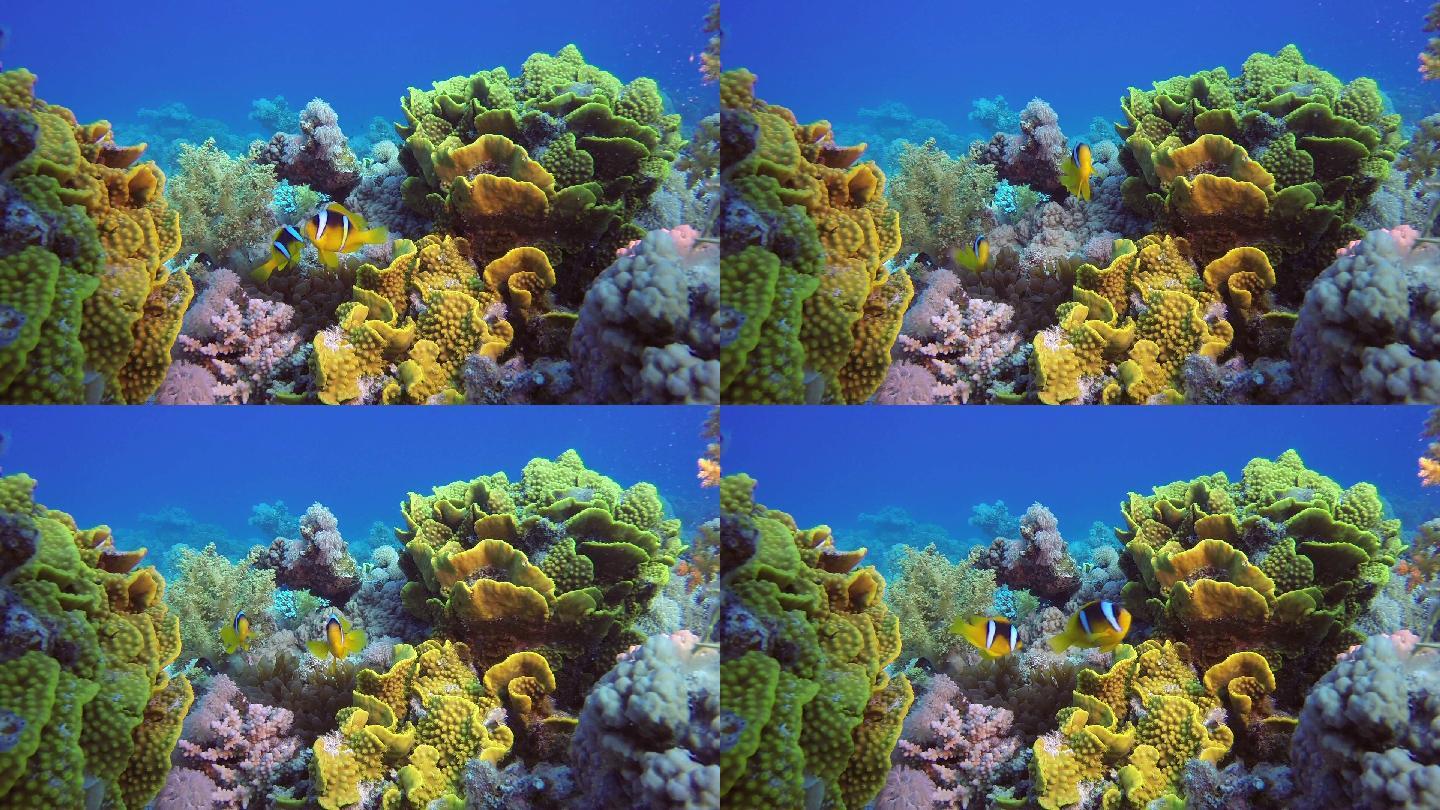热带暗礁上的水下小丑鱼