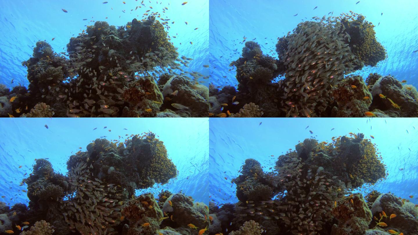 埃及达哈卜红海热带暗礁