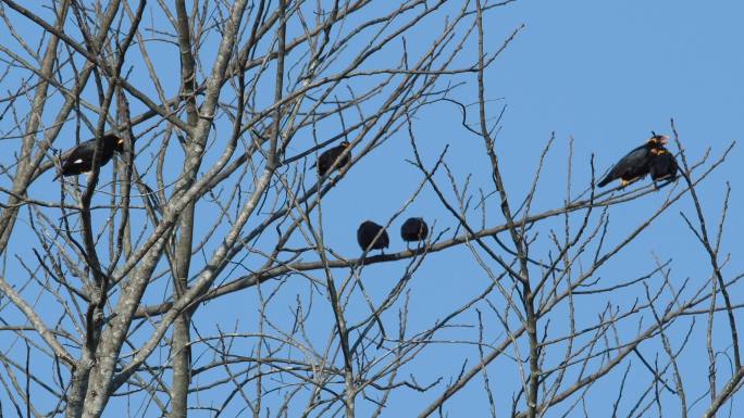 一群鸟儿坐在一棵树上。
