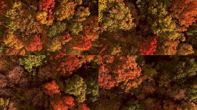 美丽的秋色森林树林秋季林场素材