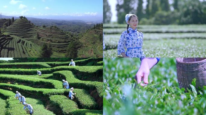 采茶 美女采茶 茶山 蓝天茶山 航拍茶山