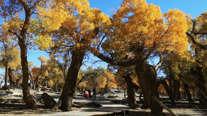 秋季胡杨林唯美风景风光旅游西部公园