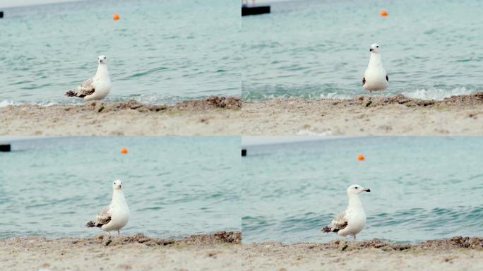 海滩上的海鸥鸟