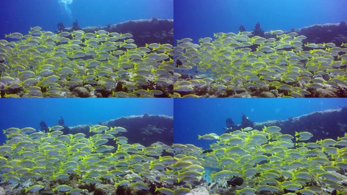 在清澈的海底背景上的条纹鲷黄鱼的鱼群。