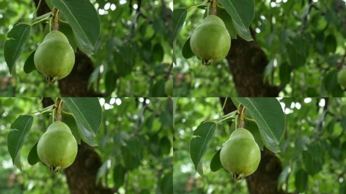 绿色的梨在树上梨子脆梨果