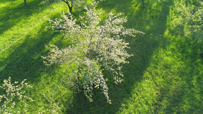 白苹果树在清晨开花