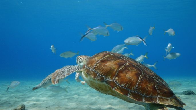 海龟正在游泳海底世界三亚潜水深海鱼群各种