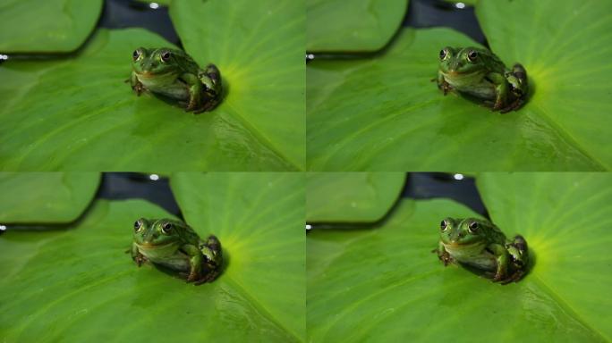 青蛙坐在荷花的绿叶上