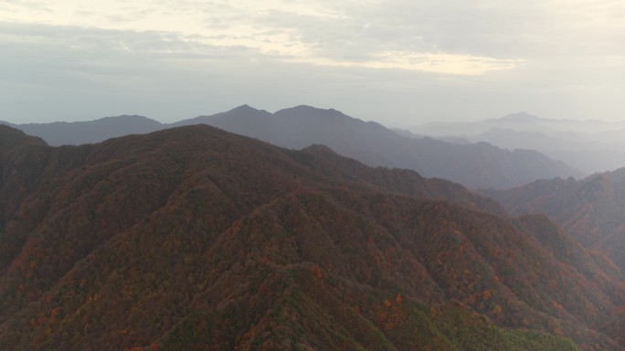 高山红叶