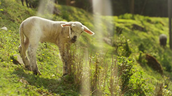 农场上，一只白色小羊羔在大自然中
