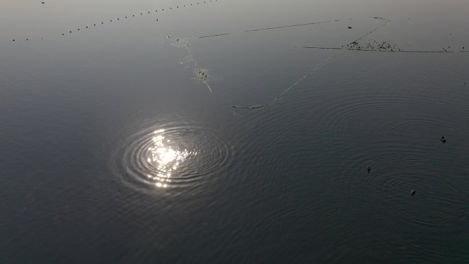 山东济南：白骨顶栖息华山湖湿地公园