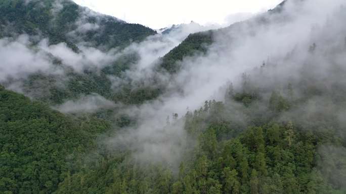 高黎贡山原始森林航拍