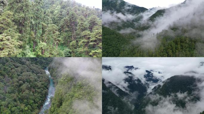 高黎贡山原始森林航拍