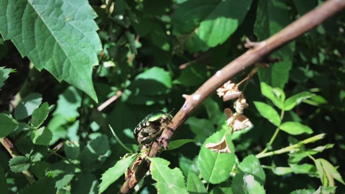 布隆佐夫卡甲虫以慢动作飞行