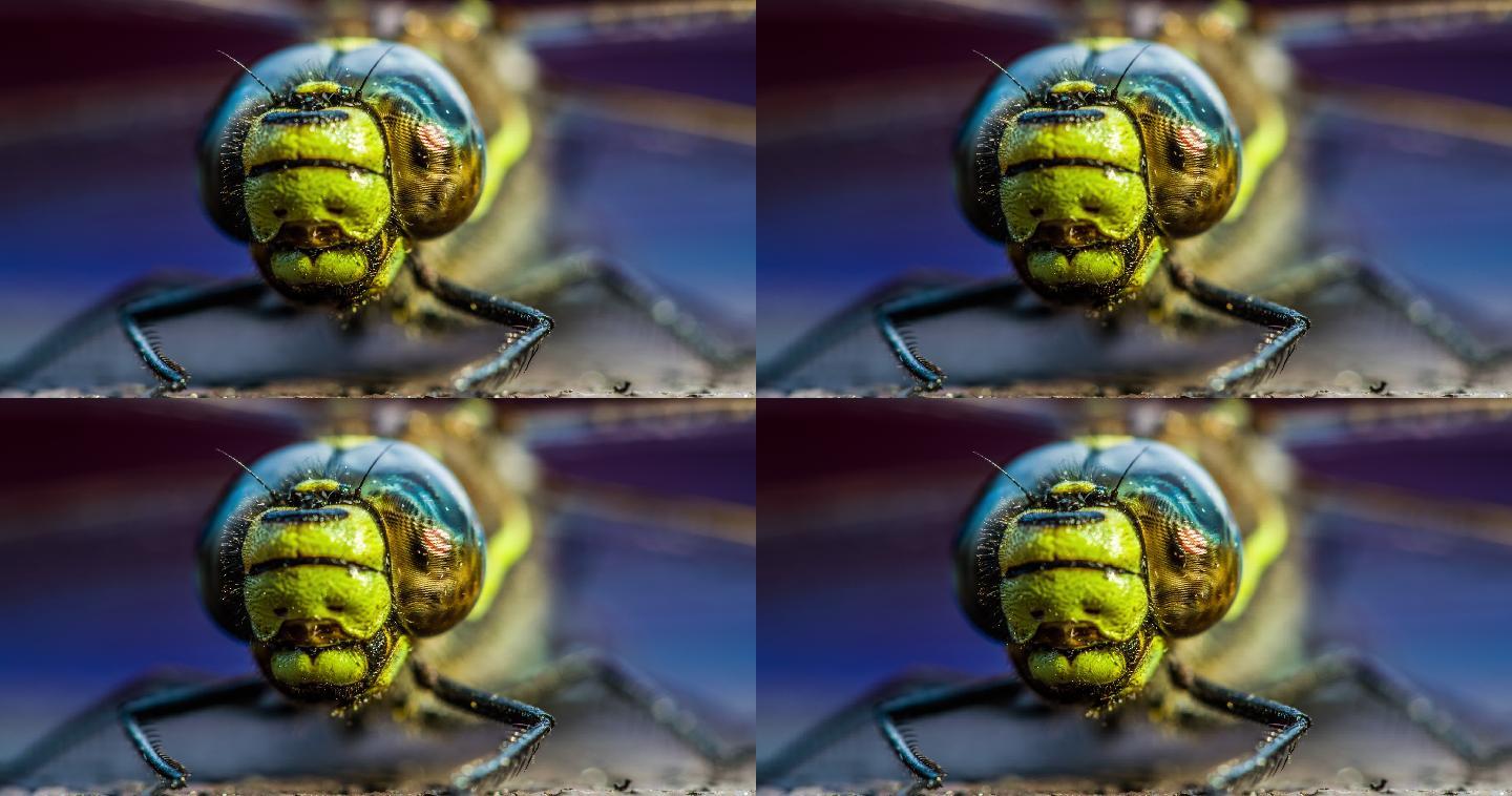 蜻蜓特写微距镜头头部眼镜