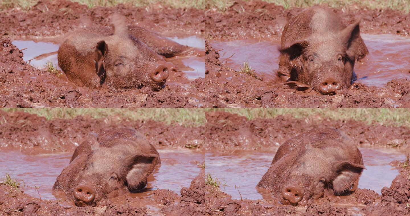 放养的猪在泥里打滚