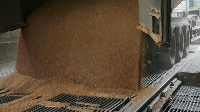 将小麦从粮食车上卸到磨粉机上。