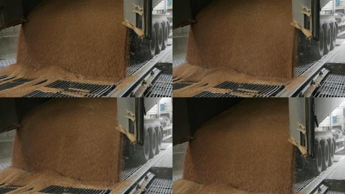 将小麦从粮食车上卸到磨粉机上。