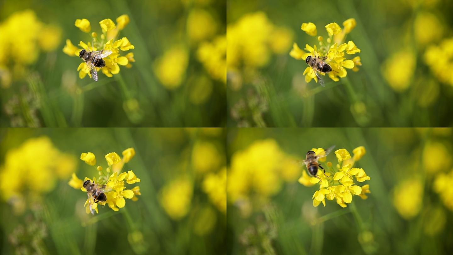 蜜蜂在芥菜花中采集花蜜