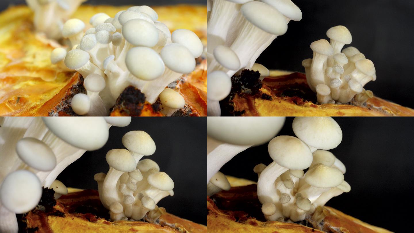 学以致用，探秘蘑菇的生长过程——桂林市中山中学高一年级学生开展蘑菇种植生物综合实践课程_知识