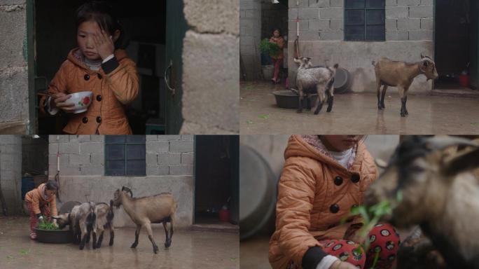 贫困地区留守儿童喂羊