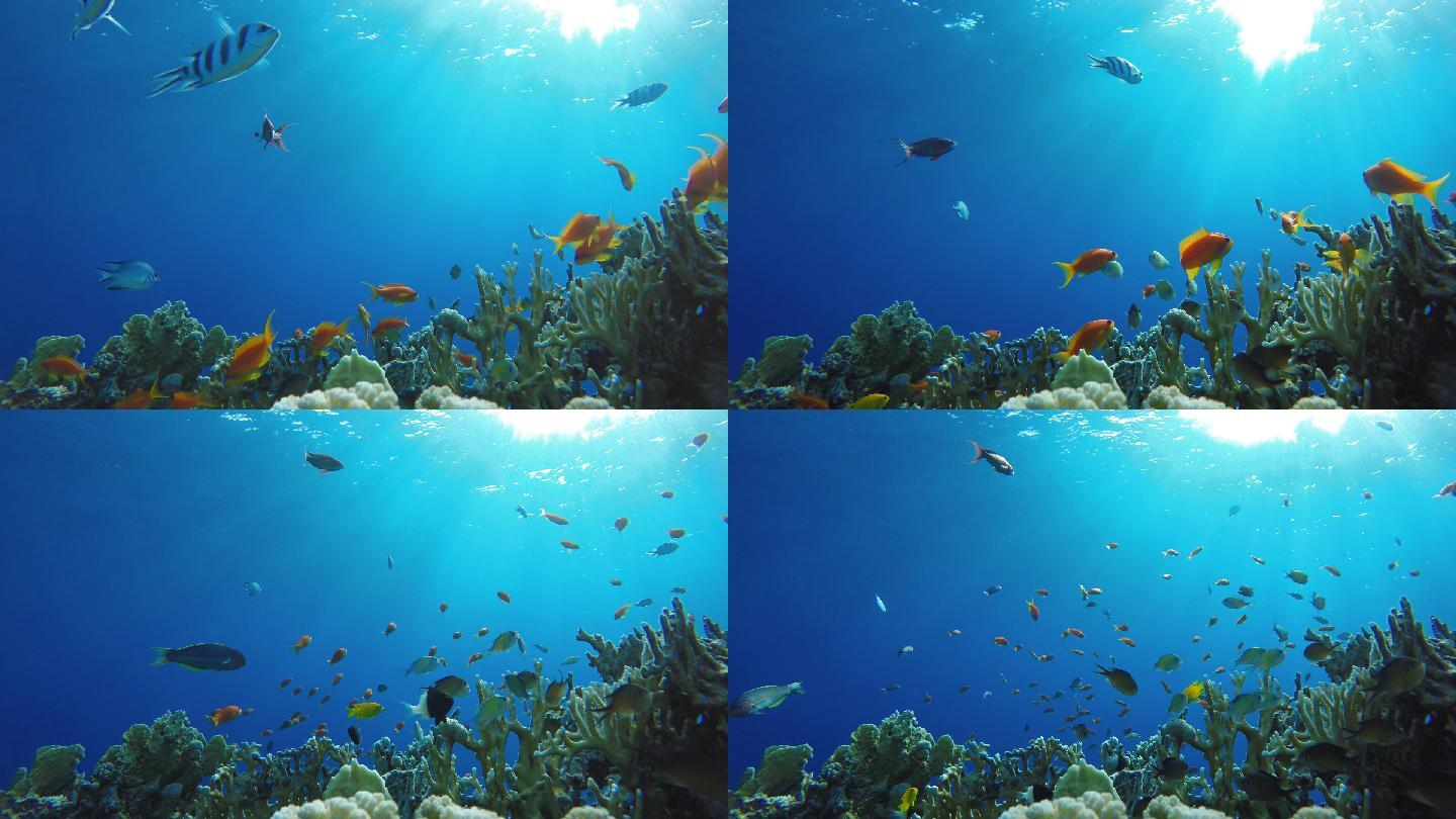 珊瑚礁的奇妙世界海底逆光鱼群游动阳光照射