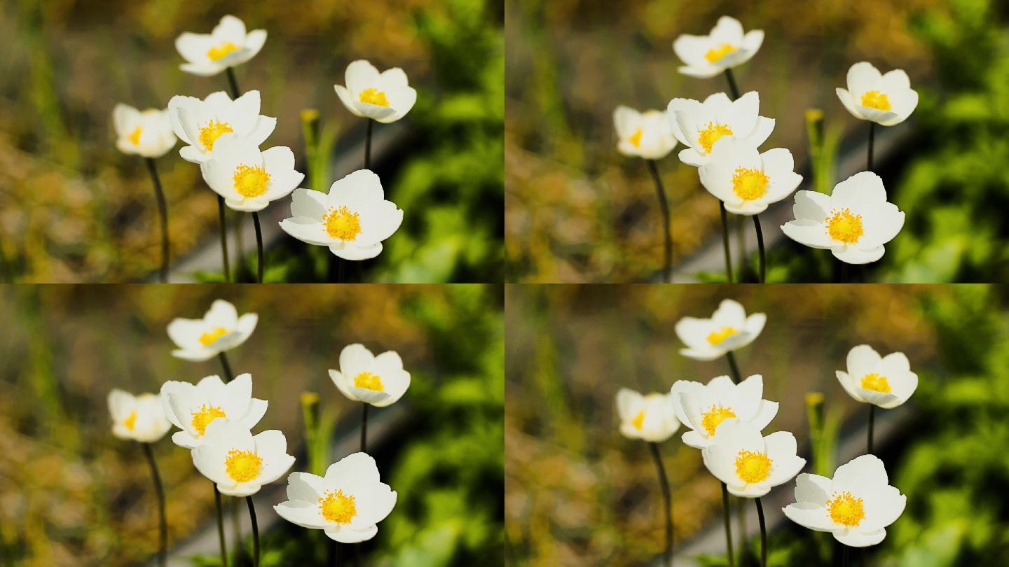 风中盛开的美丽的白花银莲花