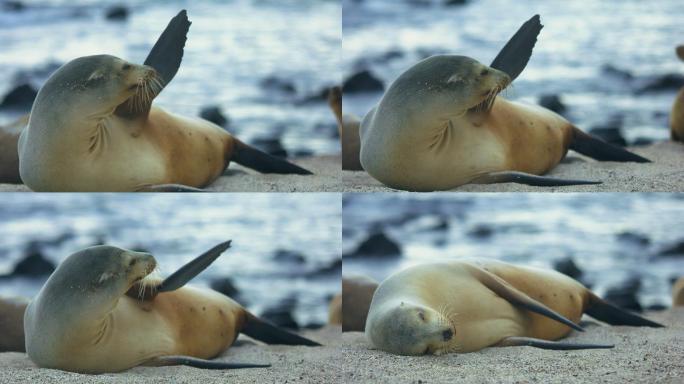 加拉帕戈斯群岛的海狮