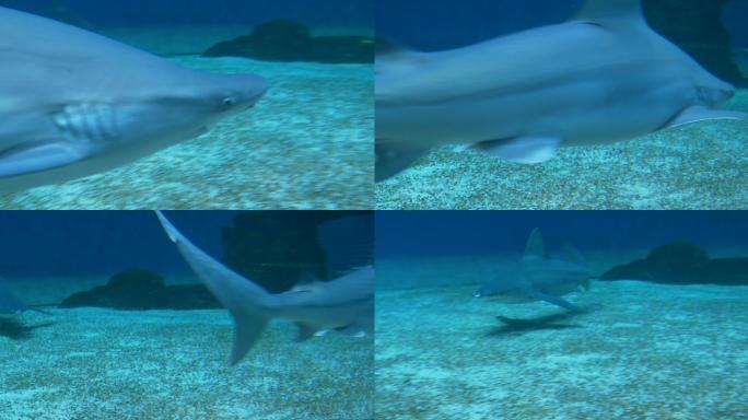 在海床上游泳的沙洲鲨鱼