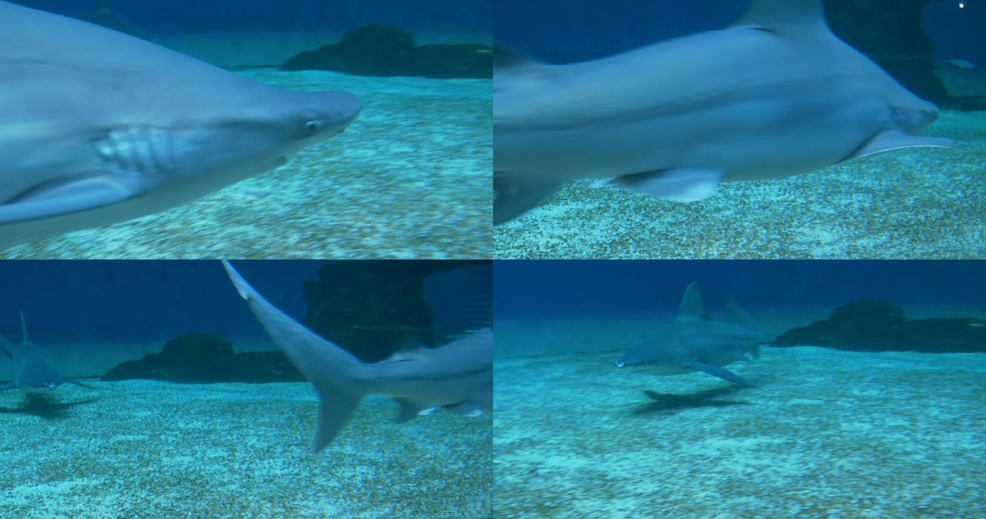 在海床上游泳的沙洲鲨鱼