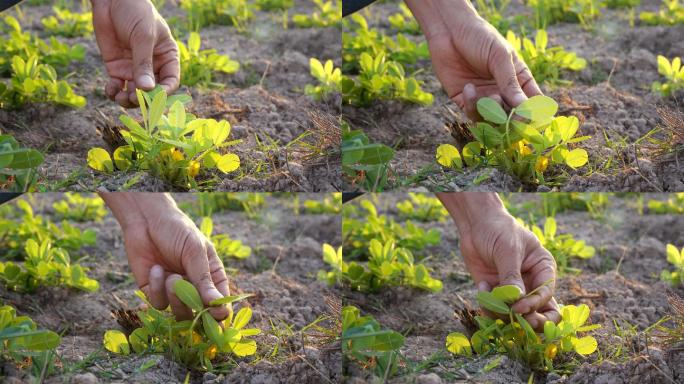 在田里检查花生苗种植庄稼