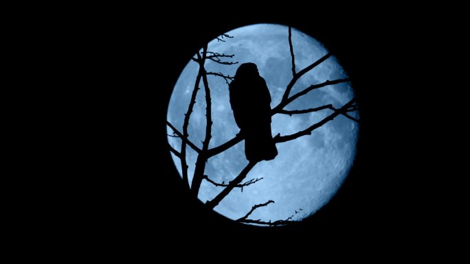 夜深时，满月在枝头