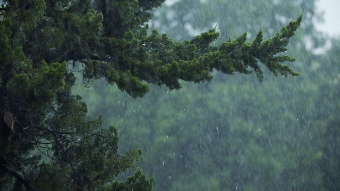 柏树雨景下雨雷雨夏天