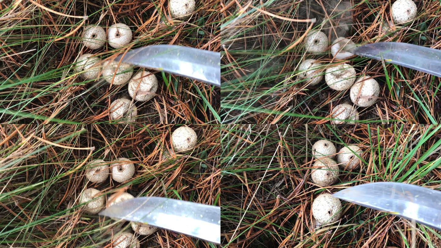 过熟的蘑菇雨衣蘑菇生长食用菌食材云南农业