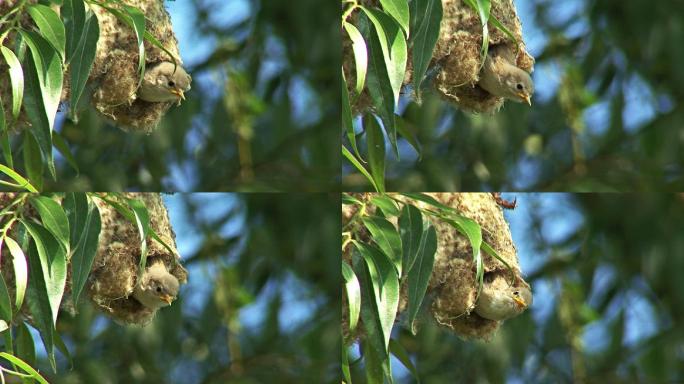 在柳树枝上筑巢喂养雏鸟的欧洲山雀