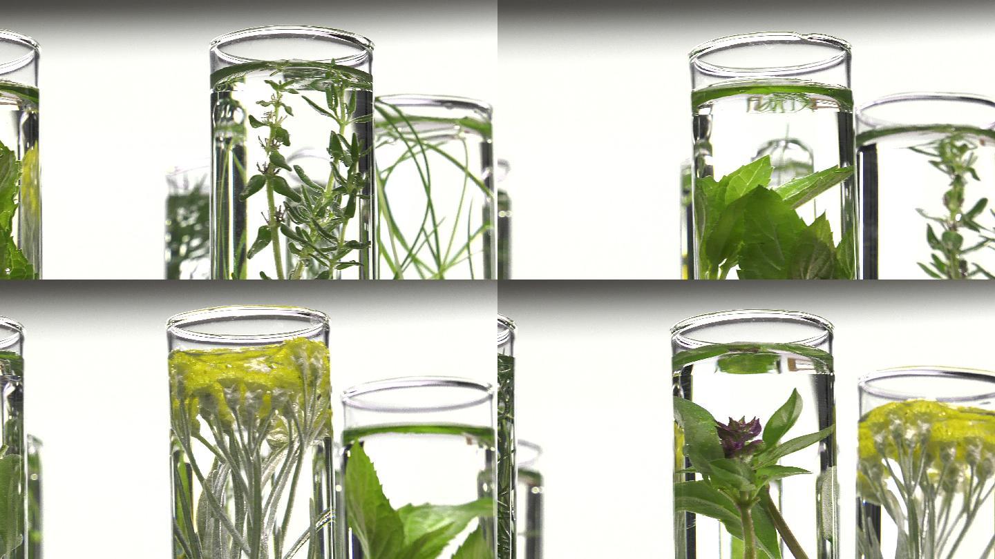 植物研究玻璃器皿透明水草展示视频素材