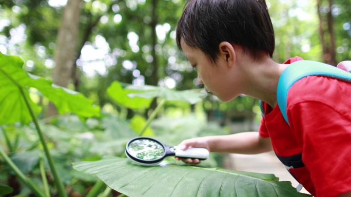 孩子在玩放大镜动物世界蜘蛛网大自然