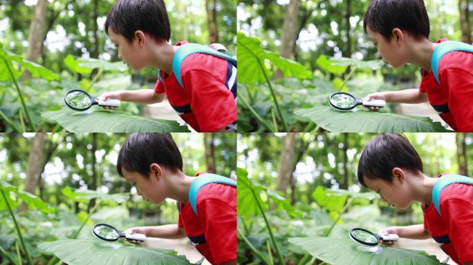 孩子在玩放大镜动物世界蜘蛛网大自然