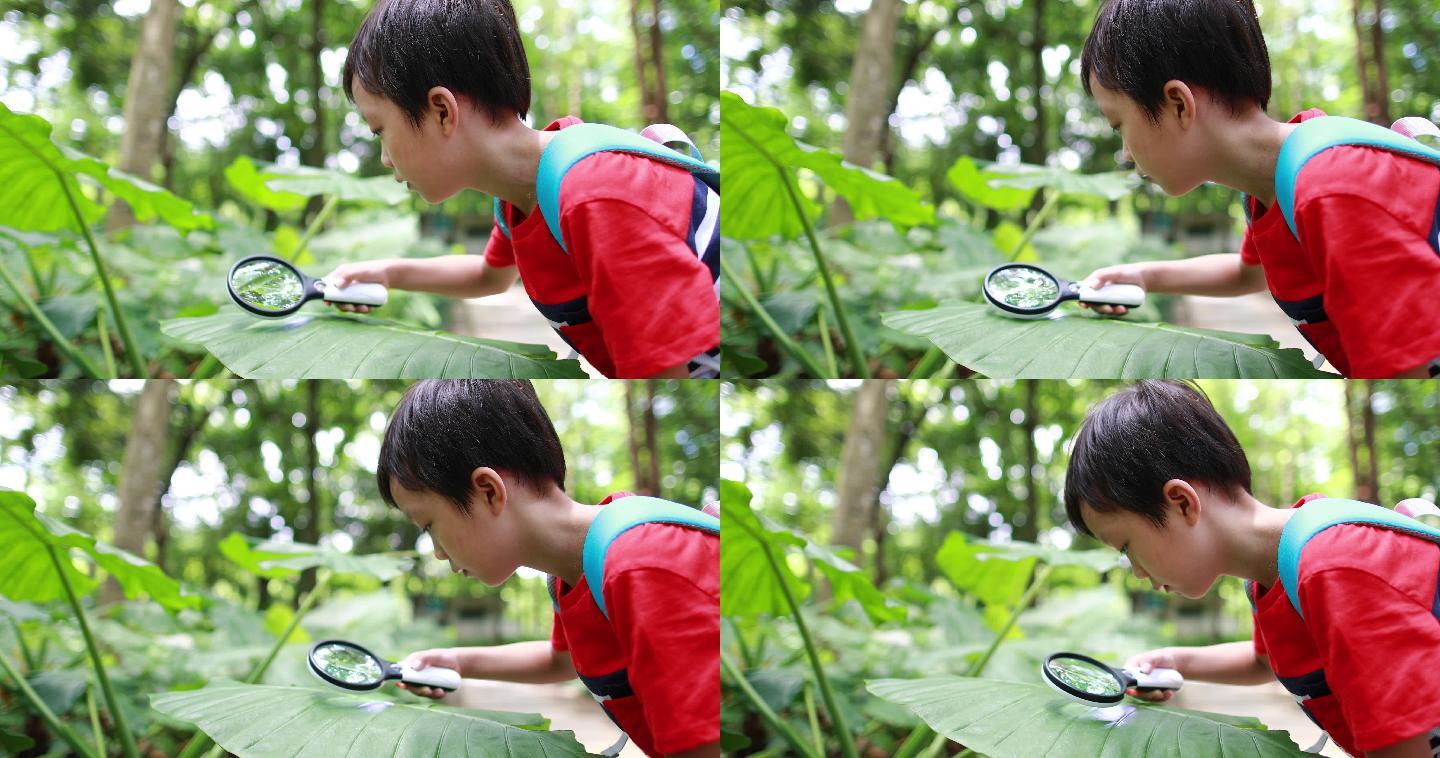 孩子在玩放大镜动物世界蜘蛛网大自然