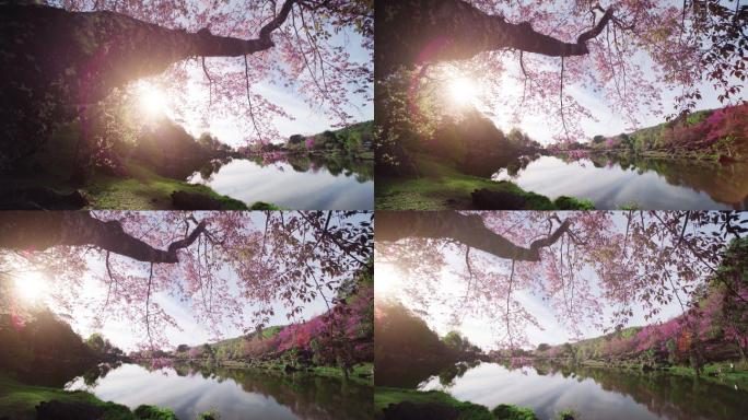 盛开的樱花樱花三月粗大的樱花树阳光灿烂