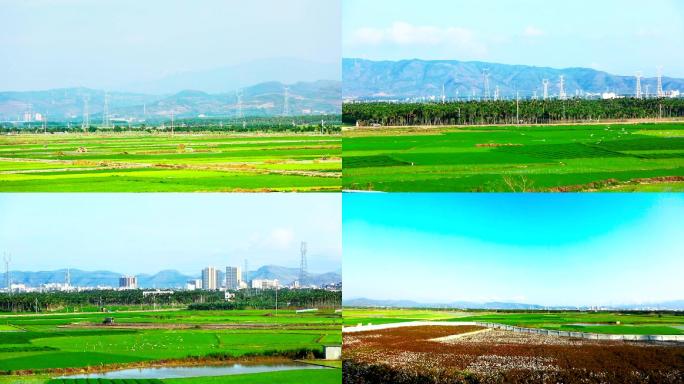 海南田野飞鸟