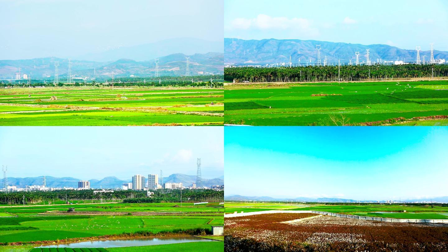 海南田野飞鸟