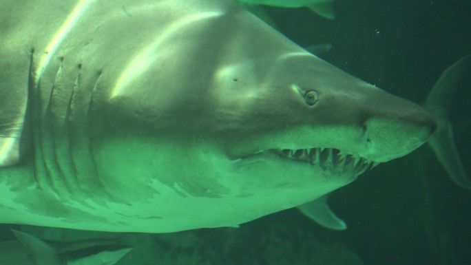 长着锋利牙齿在水下游泳的鲨鱼