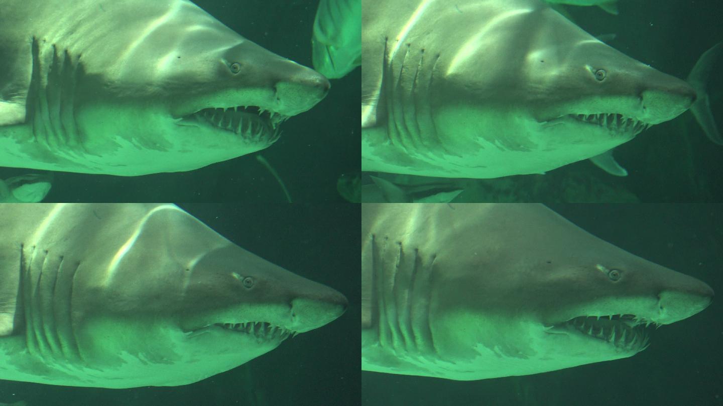 长着锋利牙齿在水下游泳的鲨鱼